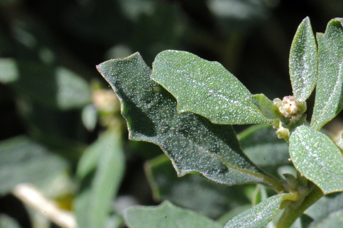 Australian Saltbush has gray-greenish, leaves; many; alternate; short stems (petioles) or sub-sessile; note leaf blades with single vein; leaf shape oblong or spatulate to oblanceolate or narrowly elliptical; margins entire or wavy-dentate. Atriplex semibaccata 